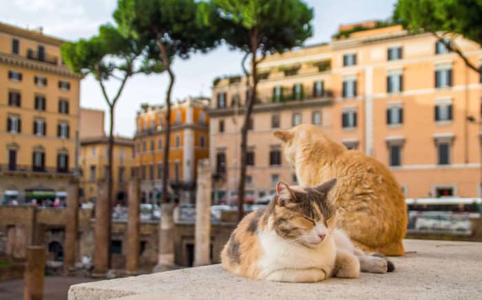 10 достопримечательностей Рима: Кошачий приют 